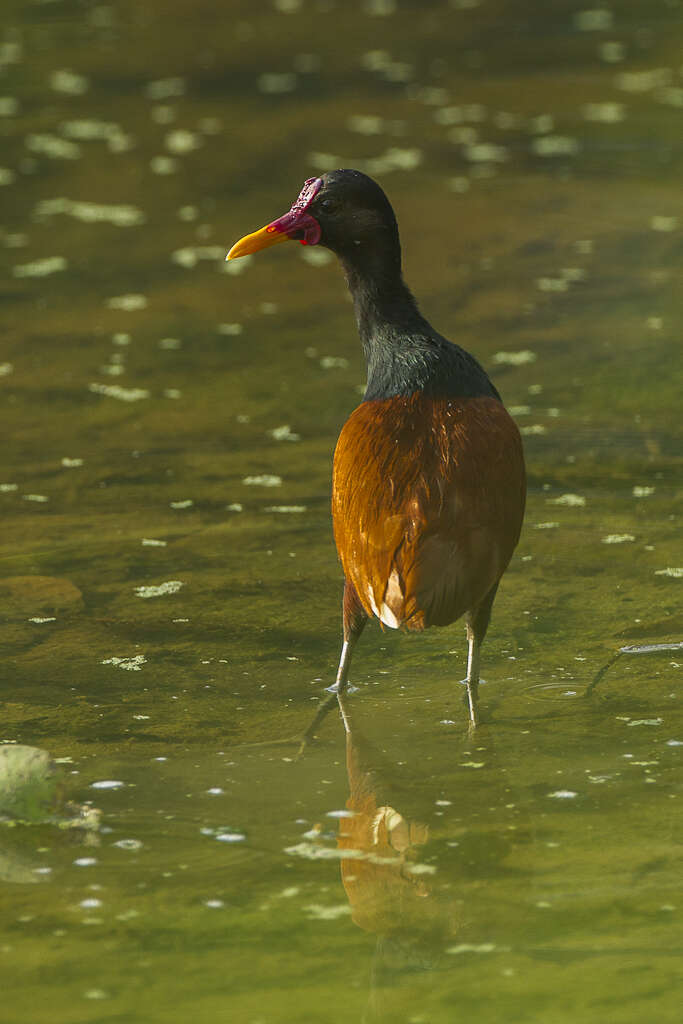 Image of Wattled Jacana