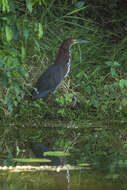 Image of Rufescent Tiger Heron