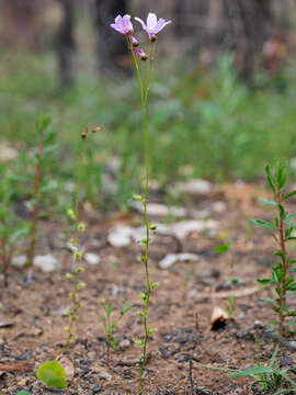 Image of Drosera marchantii De Buhr