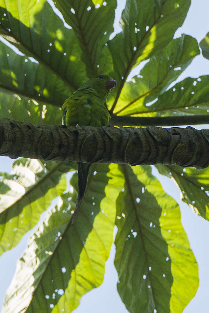 Image of Plain Parakeet