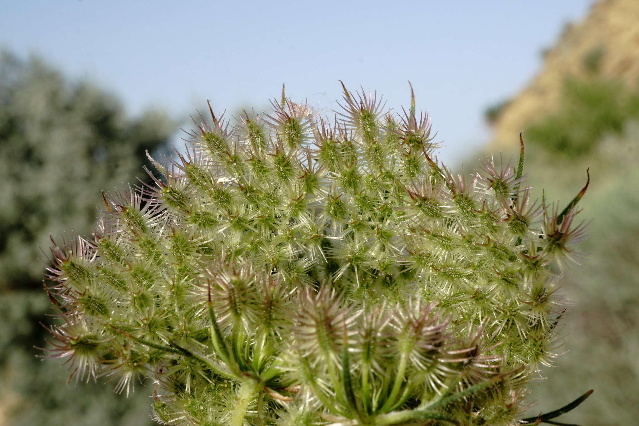 Image of Daucus guttatus Sibth. & Sm.