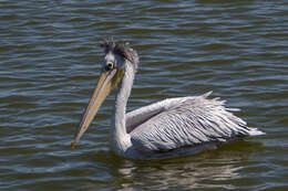 Image of Pink-backed Pelican