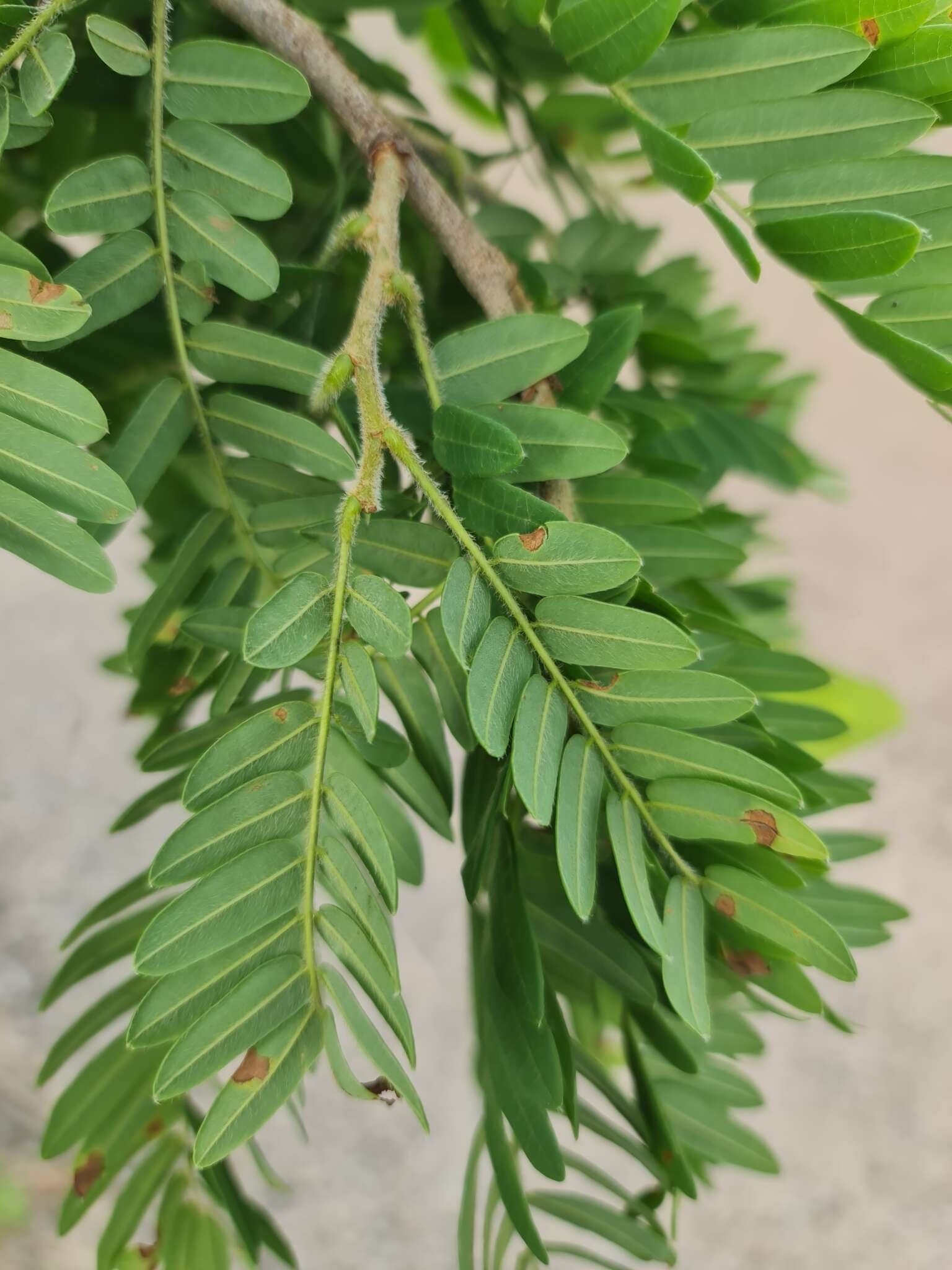 Image of Dalbergia glaucocarpa Bosser & R. Rabev.