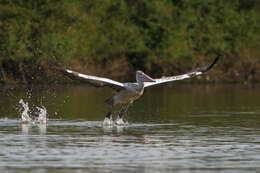 Image of Grey Pelican