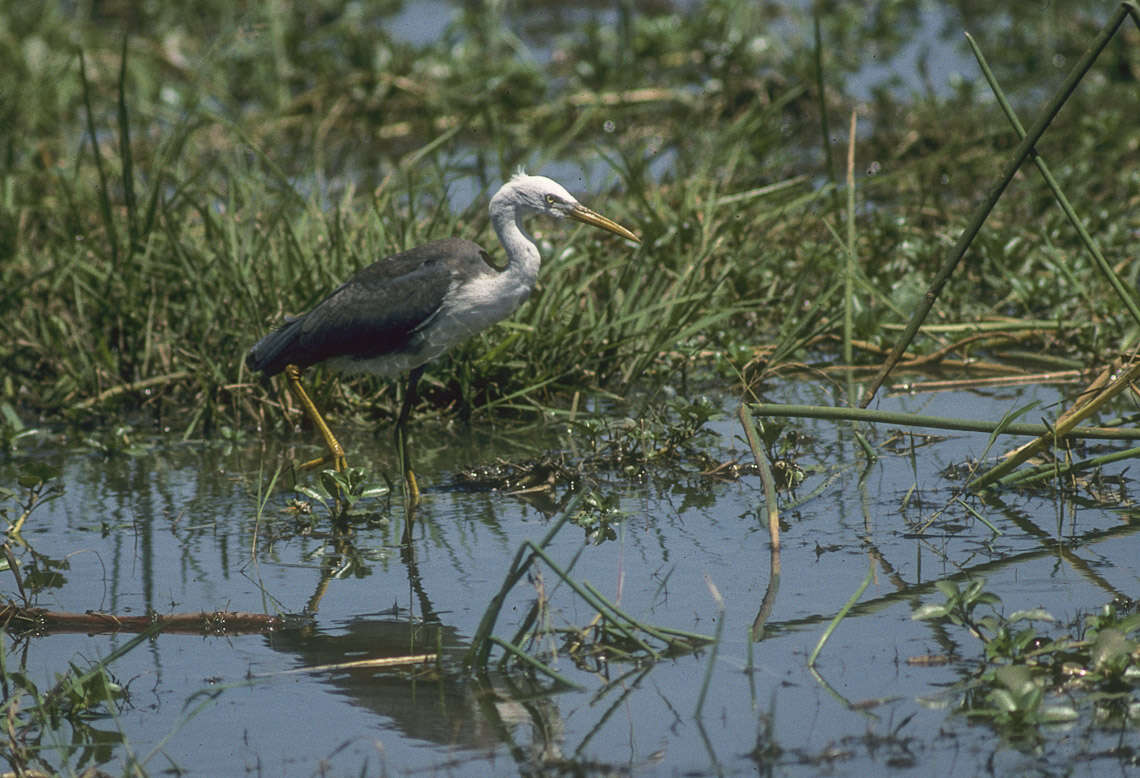 Image of Pied Heron