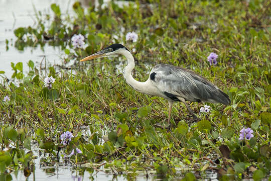 Image of Cocoi Heron