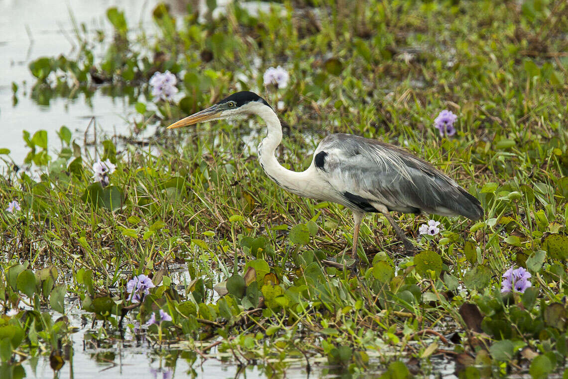 Image of Cocoi Heron