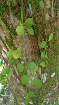 Image of Dischidia formosana Maxim.