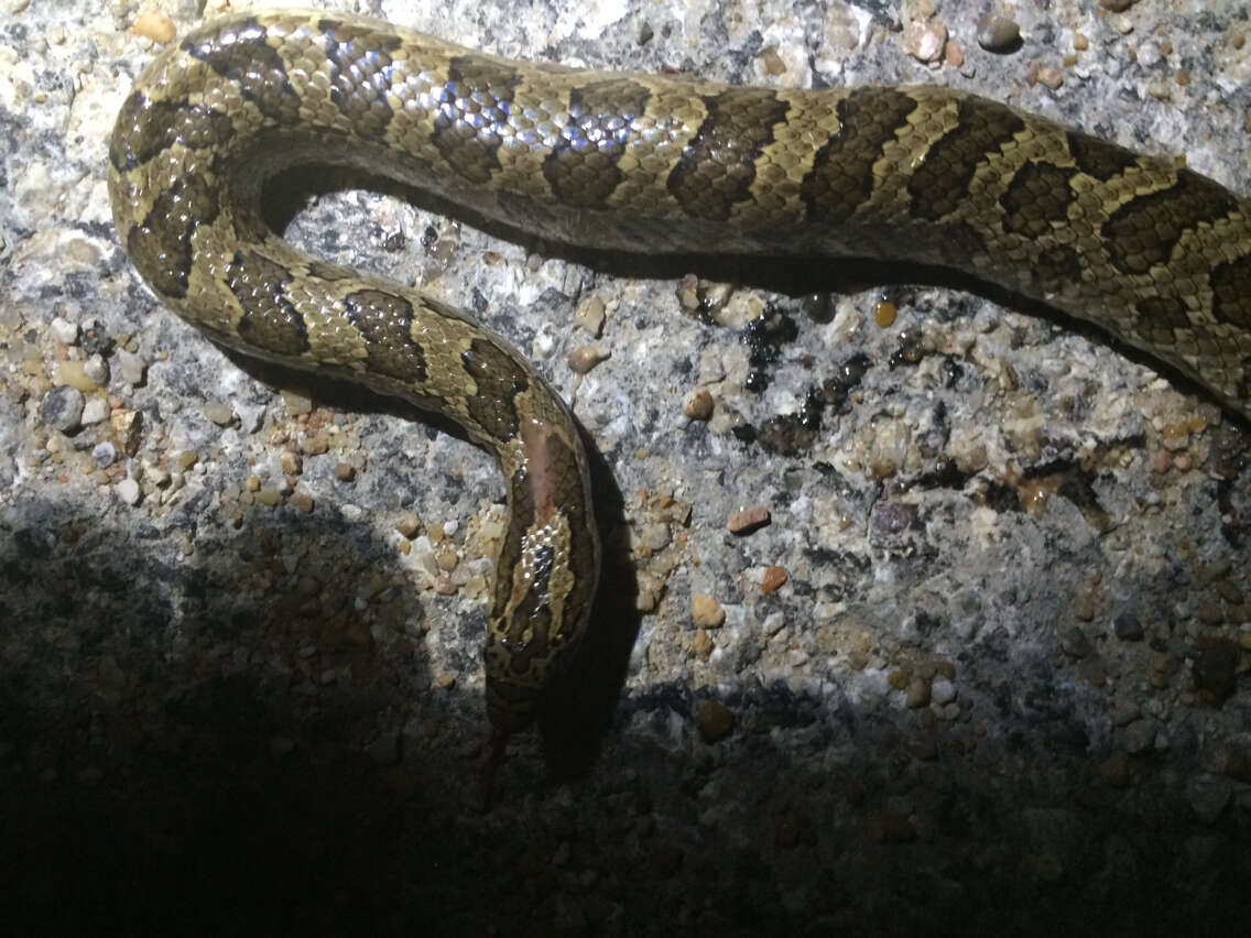 Image of Prairie Kingsnake