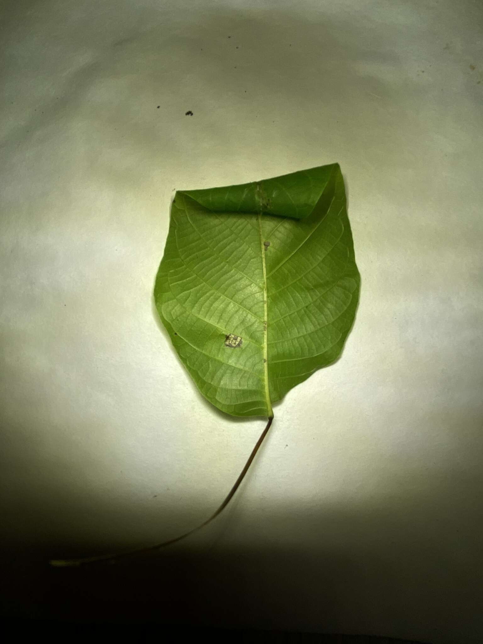 Image of walnut leaf miner