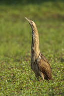 Image of great bittern, bittern