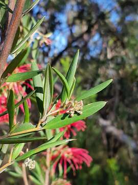 Image of Grevillea speciosa (Knight) Mc Gill.