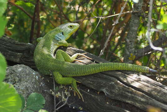 Image de Lacerta diplochondrodes cariensis