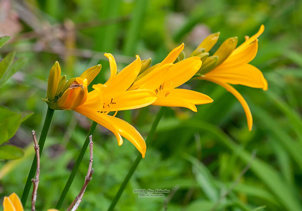 Image of Hemerocallis middendorffii var. esculenta (Koidz.) Ohwi