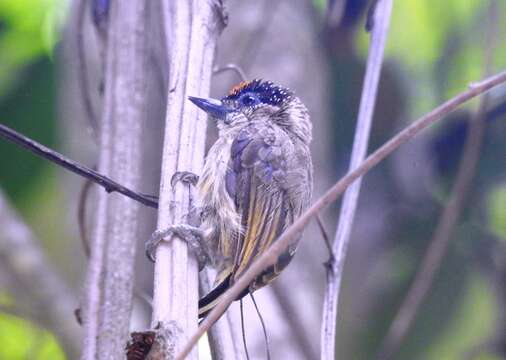 Image of Olivaceous Piculet