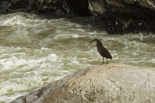 Image of Fasciated Tiger Heron