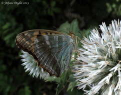 Imagem de Argynnis paphia Linnaeus 1758