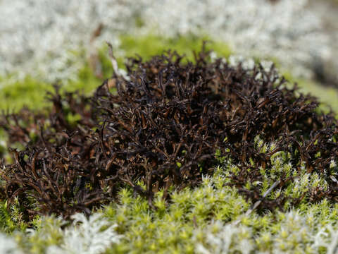 Image of cetraria lichen