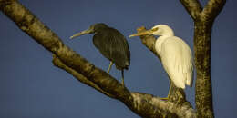 Image de Aigrette sacrée