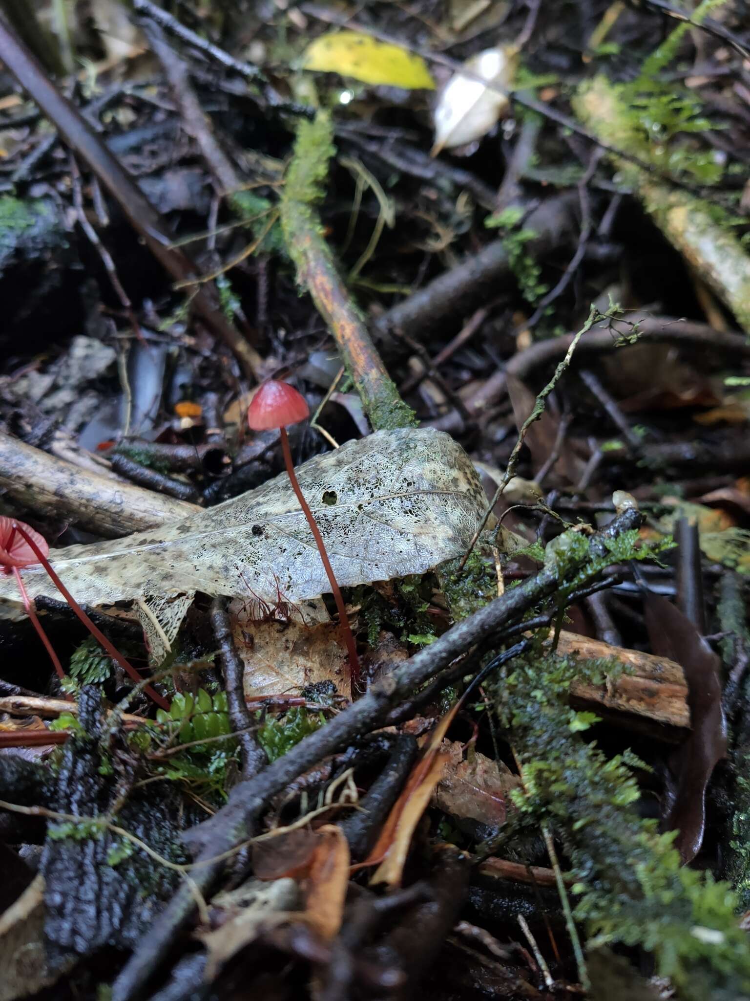 Plancia ëd Mycena ura Segedin 1991