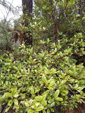 Image of Pseudowintera traversii (J. Buch.) Dandy