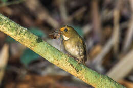 Image of Anthipes solitaris submoniliger Hume 1877