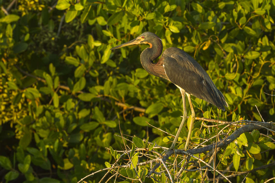 Image de Aigrette tricolore