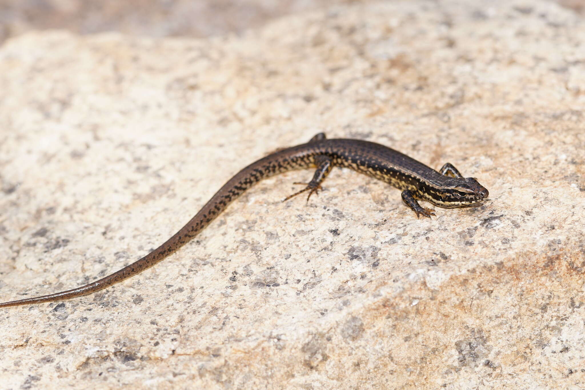 Image of Warm-temperate Water-skink