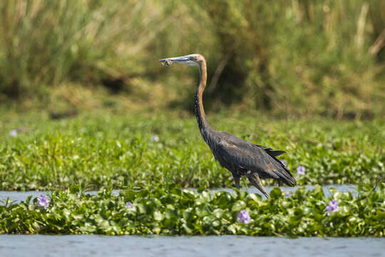 Image of Goliath Heron