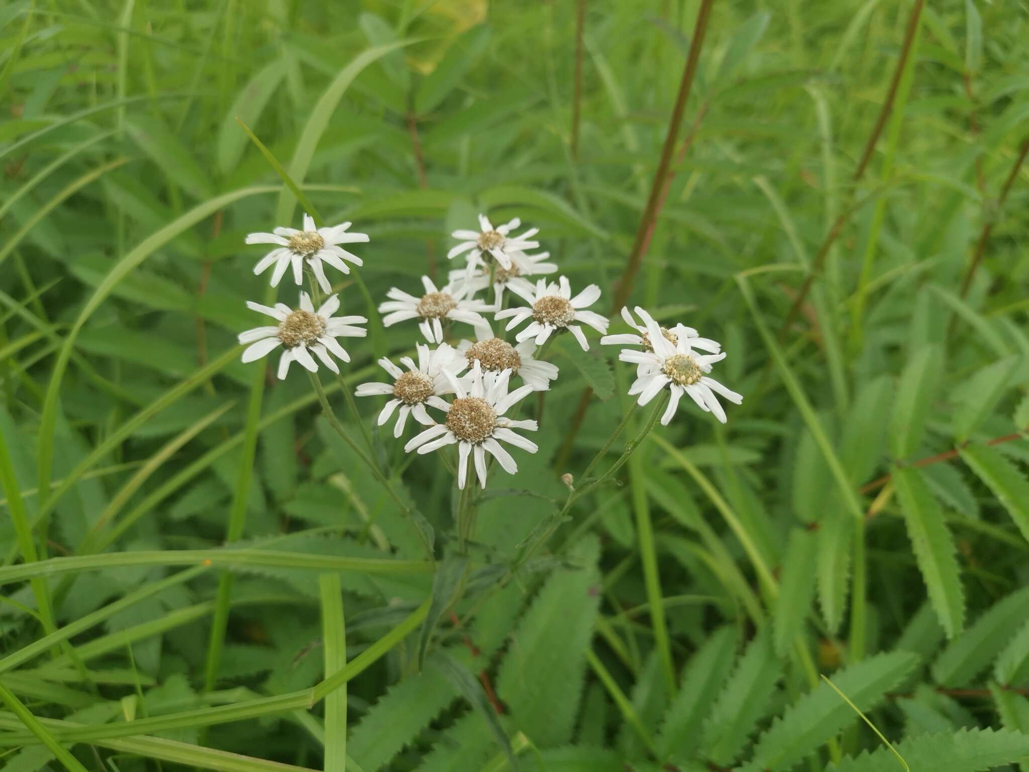 Sivun Achillea alpina subsp. camtschatica (Heimerl) Kitam. kuva