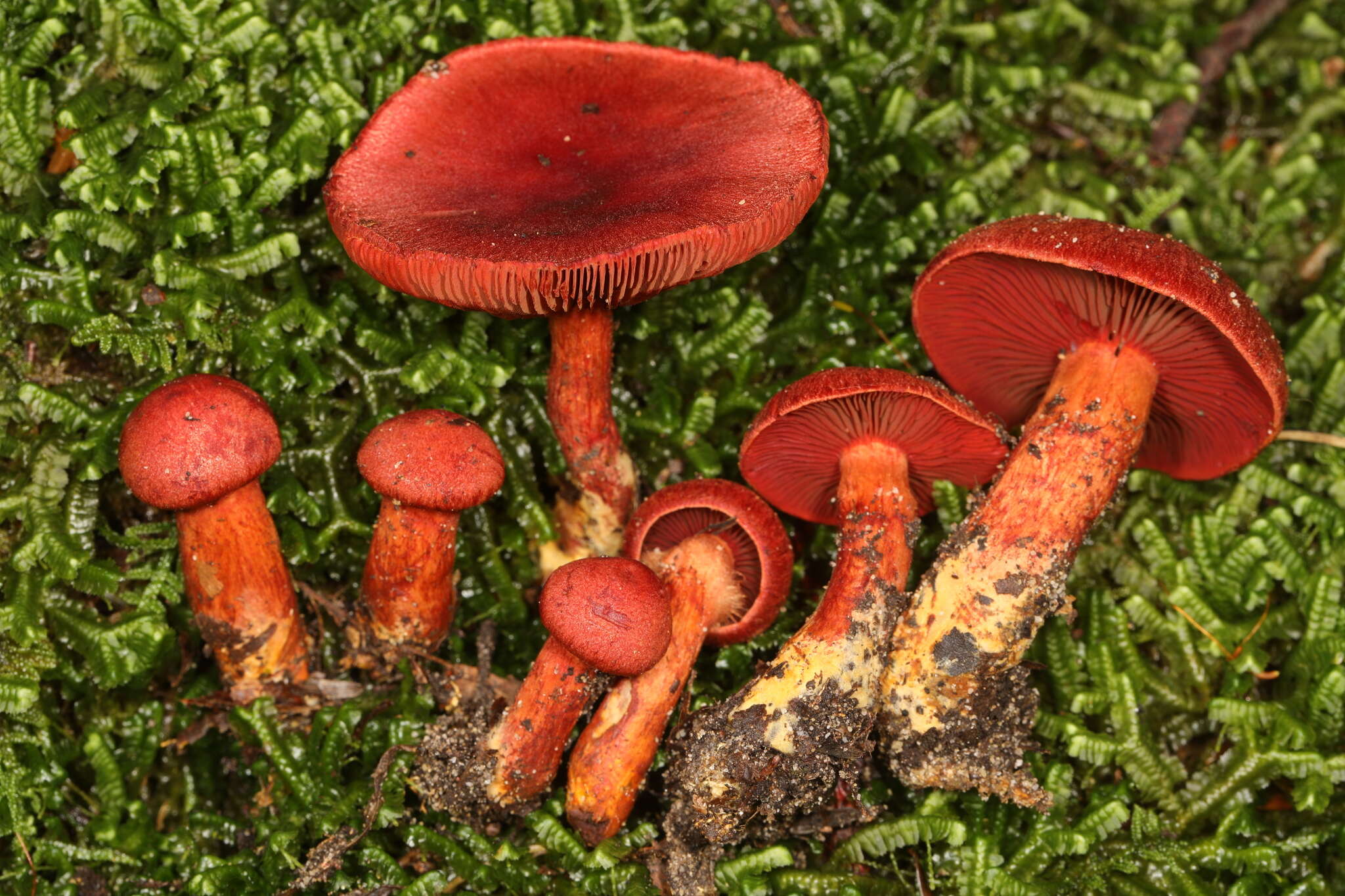 Image of Cortinarius harrisonii Ammirati, Niskanen & Liimat. 2013