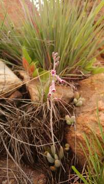 Imagem de Adromischus umbraticola C. A. Smith