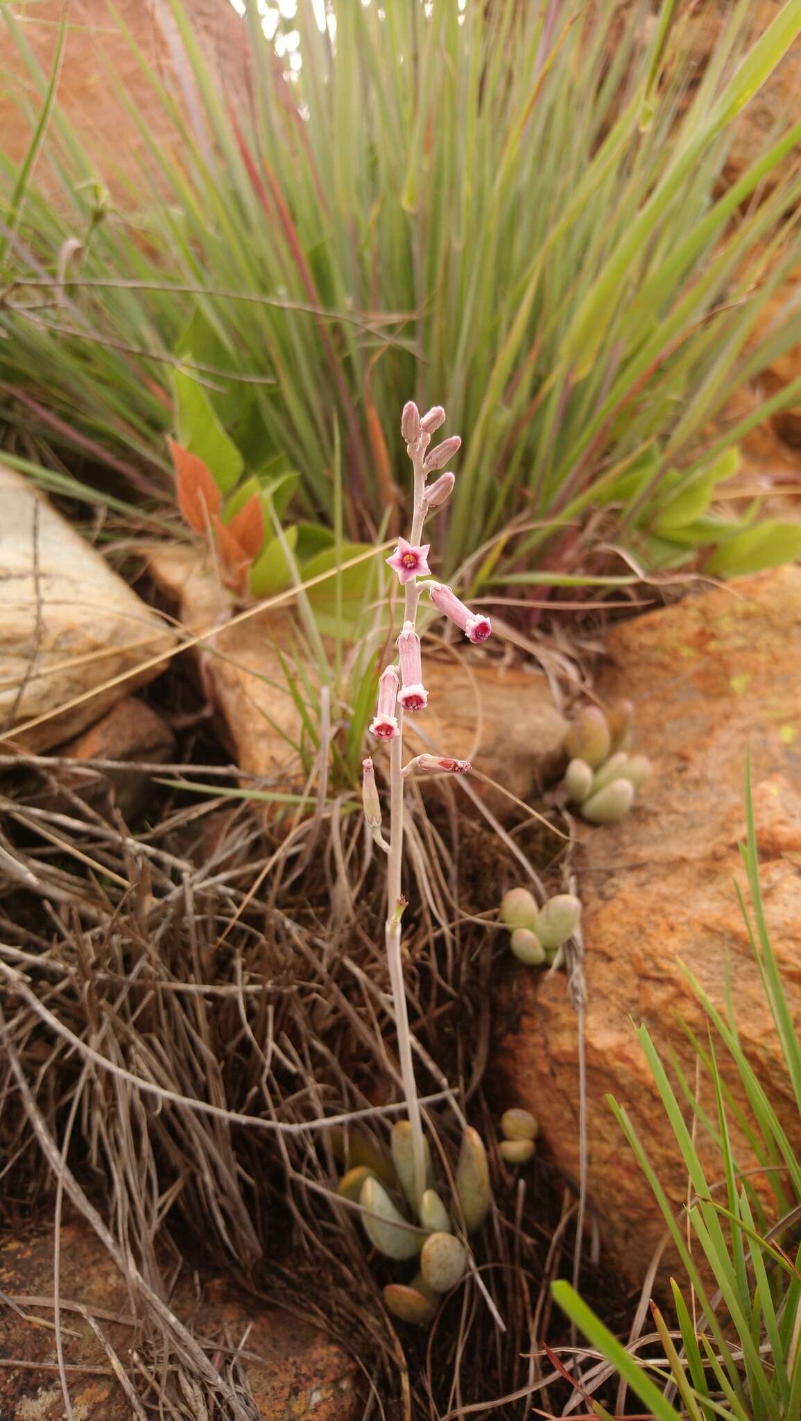 Image of Adromischus umbraticola subsp. umbraticola