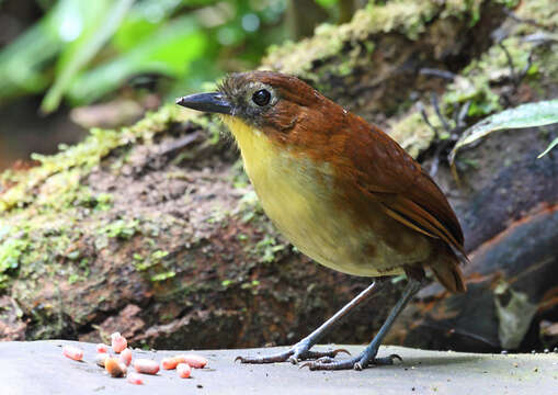 Image of Yellow-breasted Antpitta