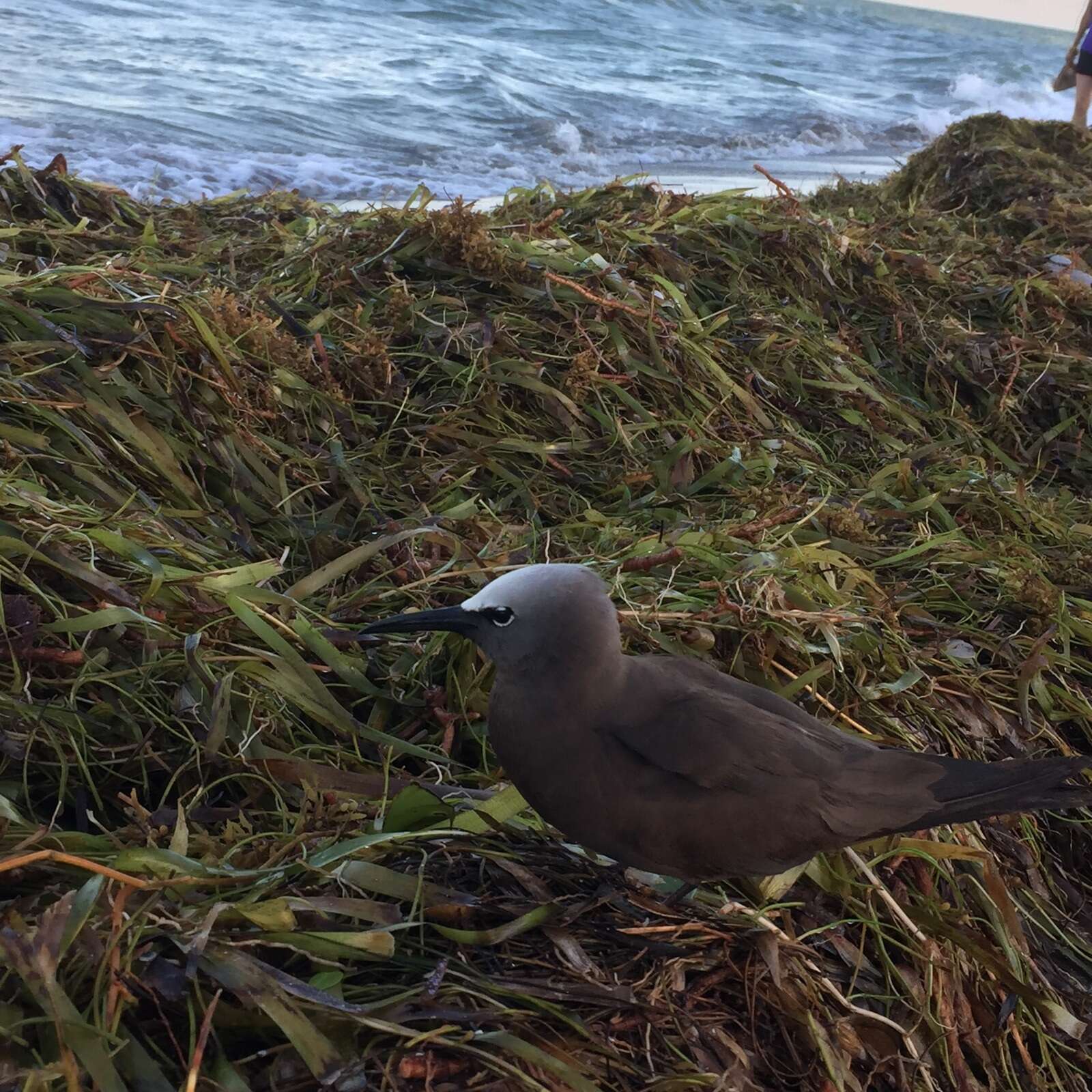 Image of Brown Noddy