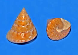 Image of Calliostoma conulus (Linnaeus 1758)