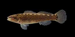 Image of Spottail darter