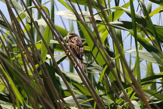 Image of Common Reed Bunting