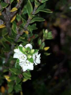 Image of Epacris pauciflora A. Rich.