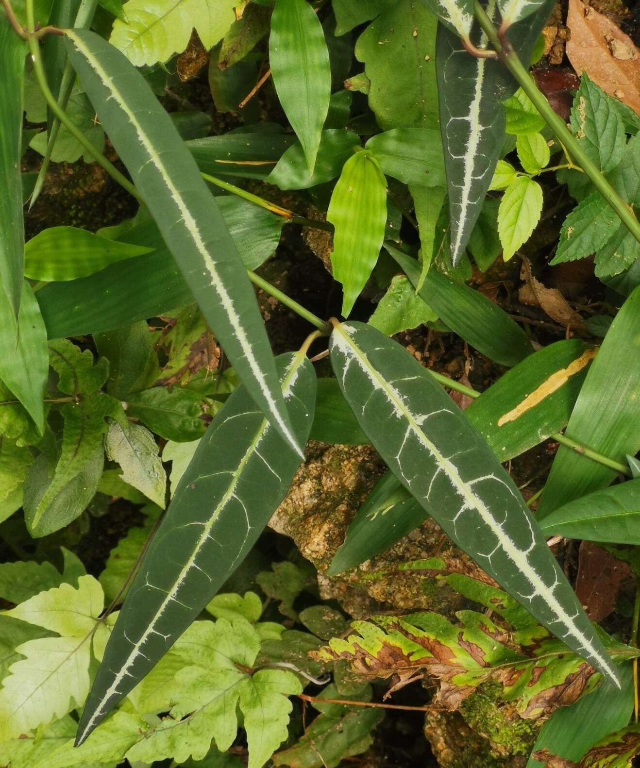 Imagem de Gardneria multiflora Makino