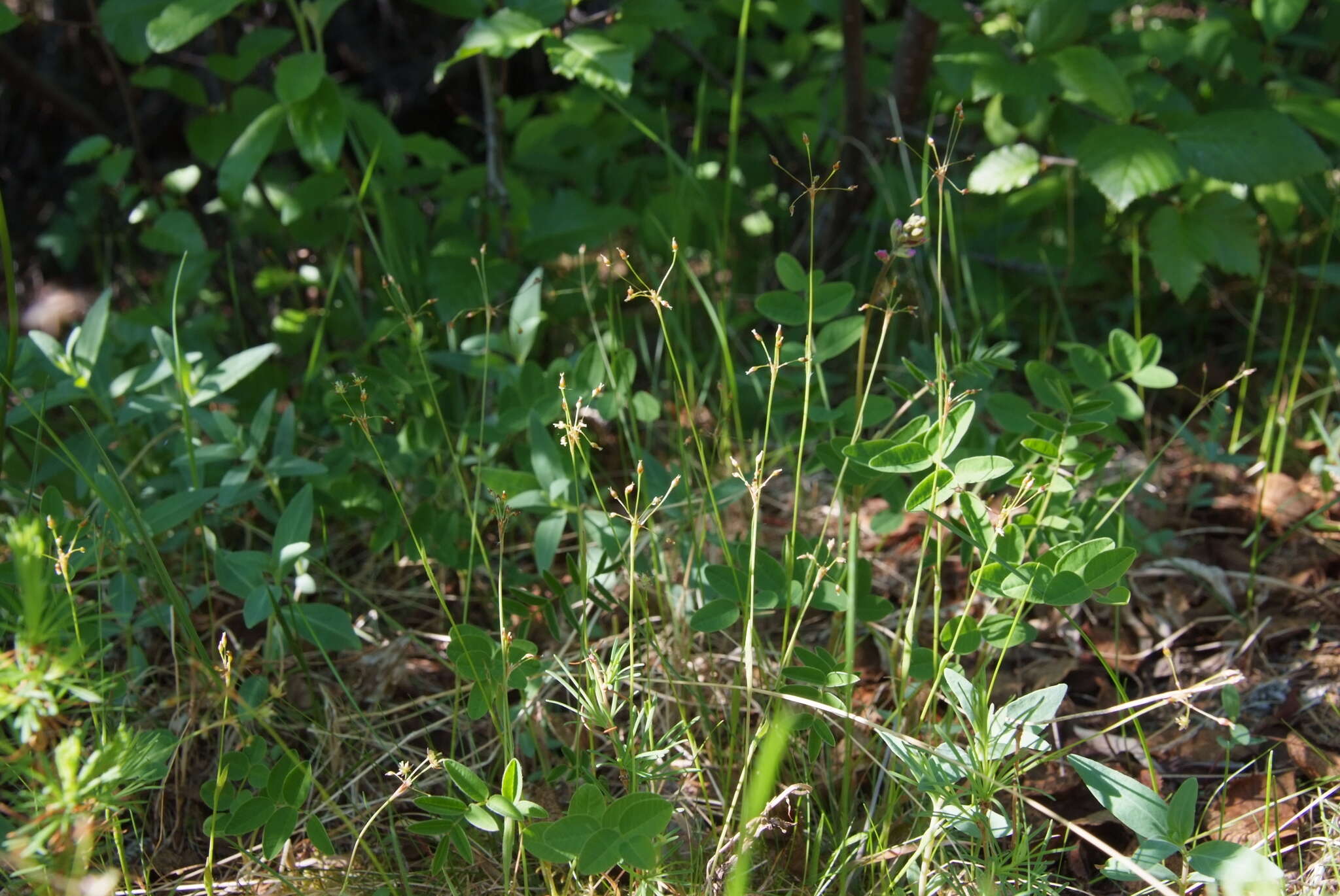 Image of Rufous Wood-Rush