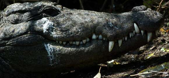 Image of Broad-snouted Crocodile