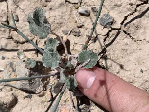 Image of Pahrump Valley buckwheat