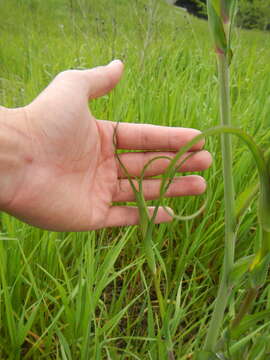 Image of goatsbeard