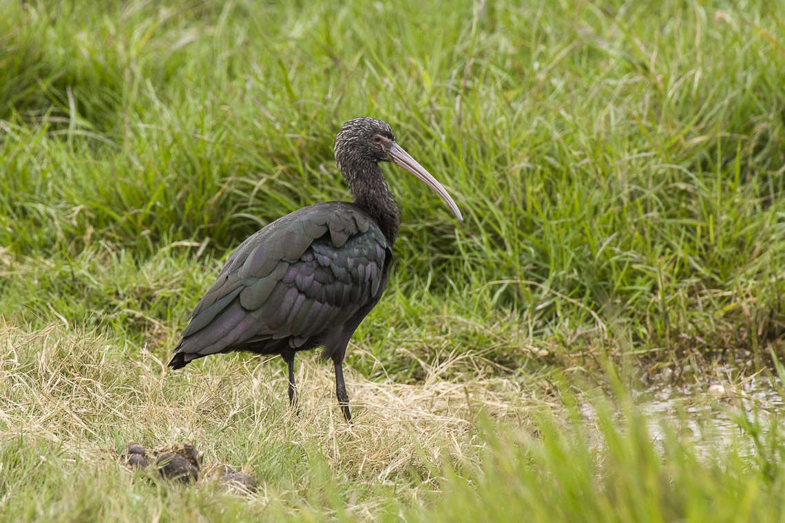 Image de Ibis de Ridgway