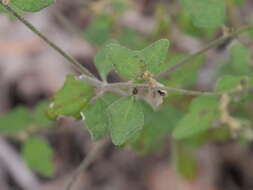 Image of Dampiera hederacea R. Br.