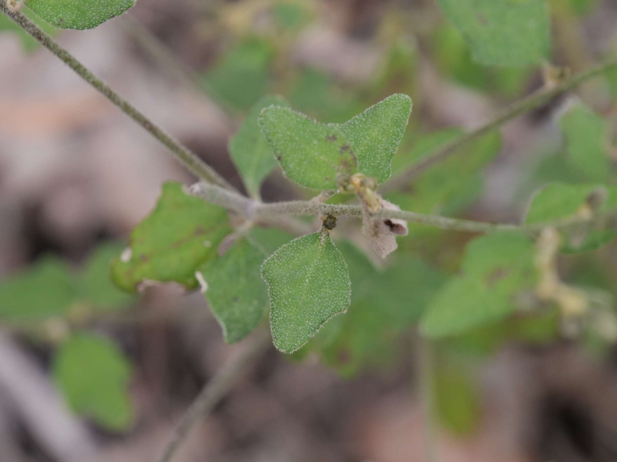 Image of Dampiera hederacea R. Br.