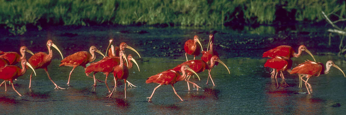 Image of Scarlet Ibis