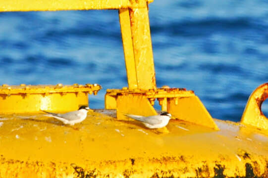 Image of Little Tern