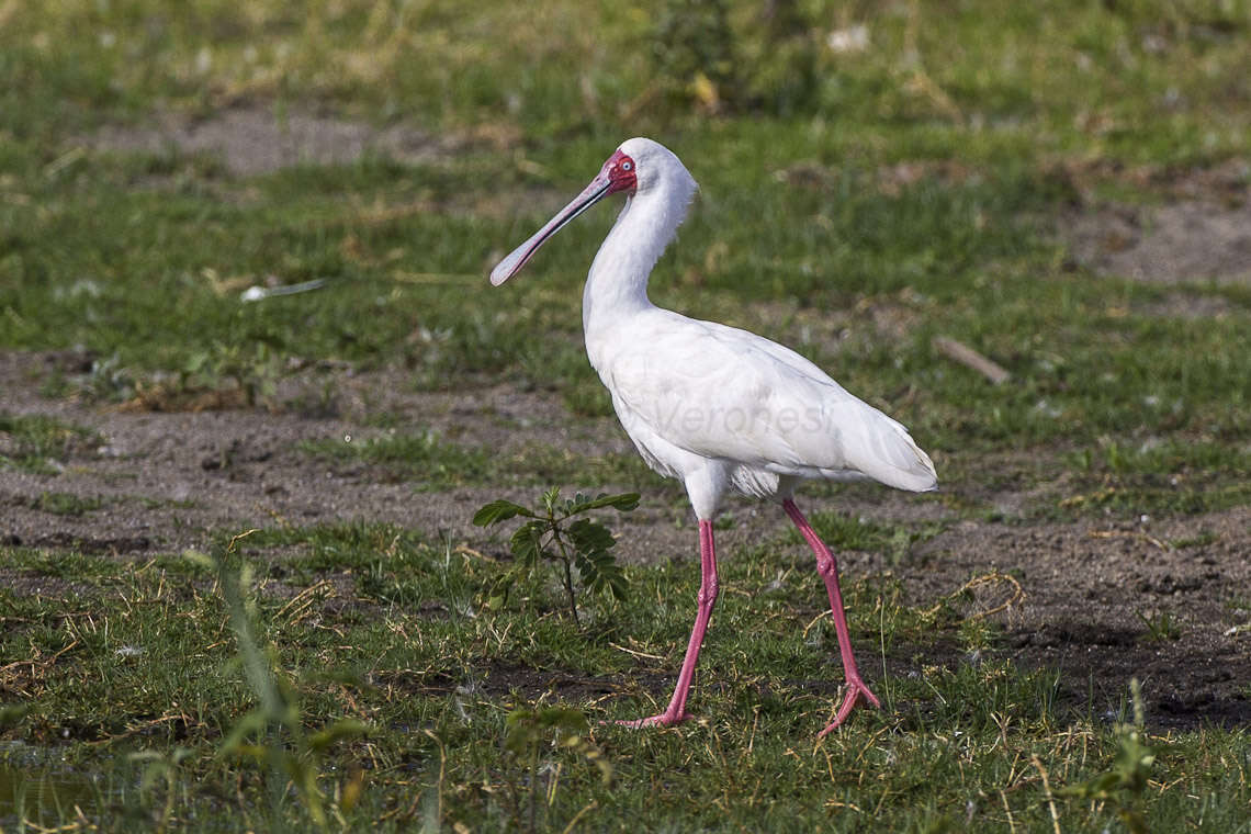 Image of African Spoonbill